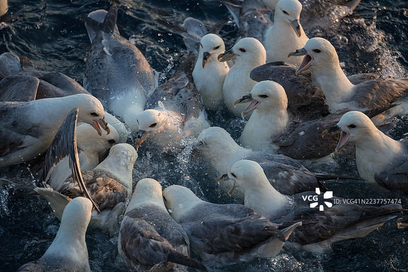 海鸟在波涛汹涌的北大西洋水域争相觅食图片素材