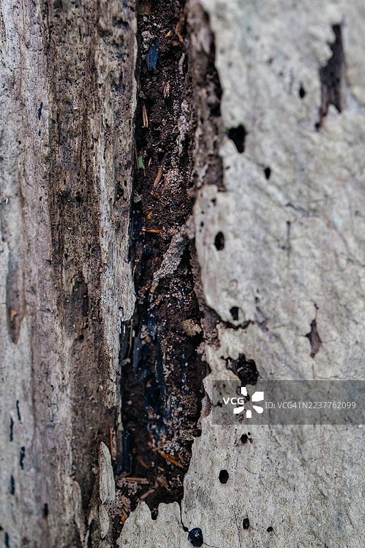 树干裂开，露出木材和树皮图片素材