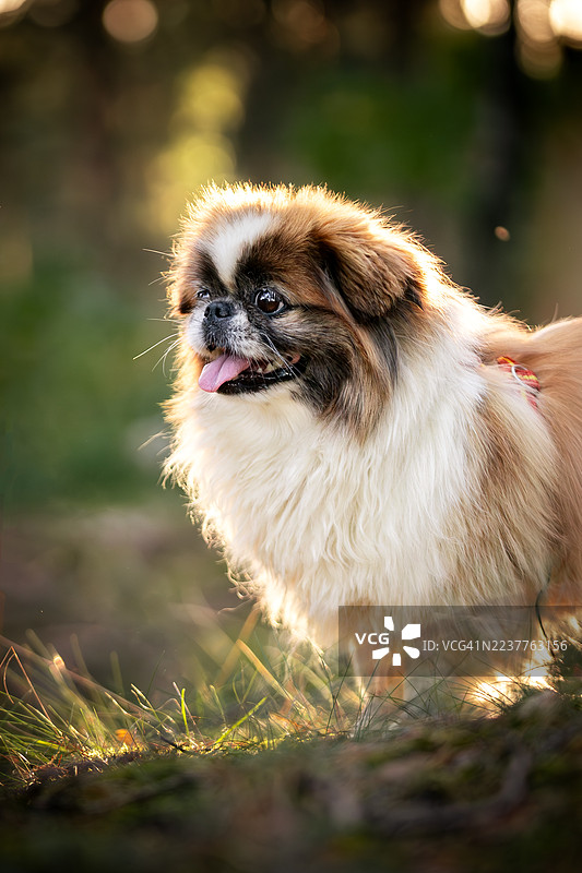 一只京巴犬的肖像图片素材
