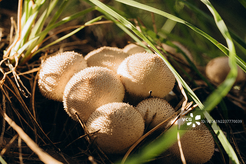 簇簇的马勃菌在森林草地上生长图片素材