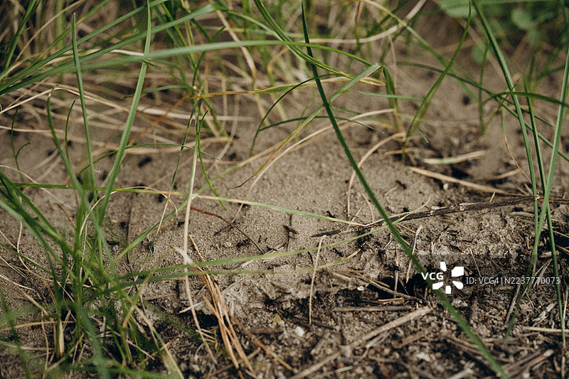 蚂蚁在绿草沙地上行进图片素材