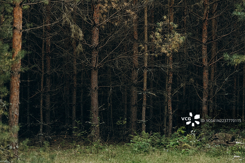 幽深的森林，神秘的松树和茂密的树林图片素材