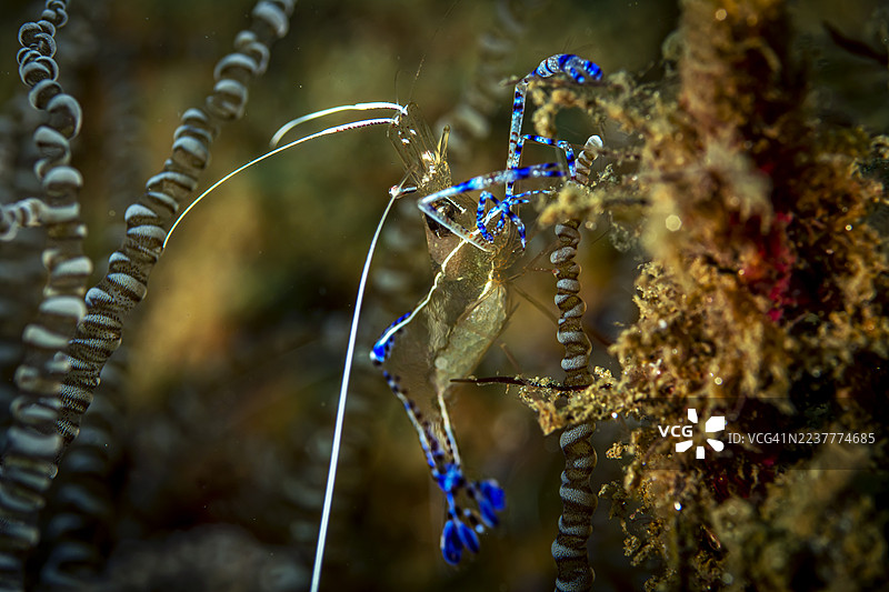 佩德森清洁虾。图片素材