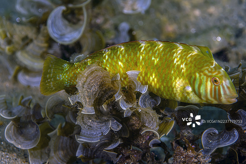 绿色剃刀鱼图片素材