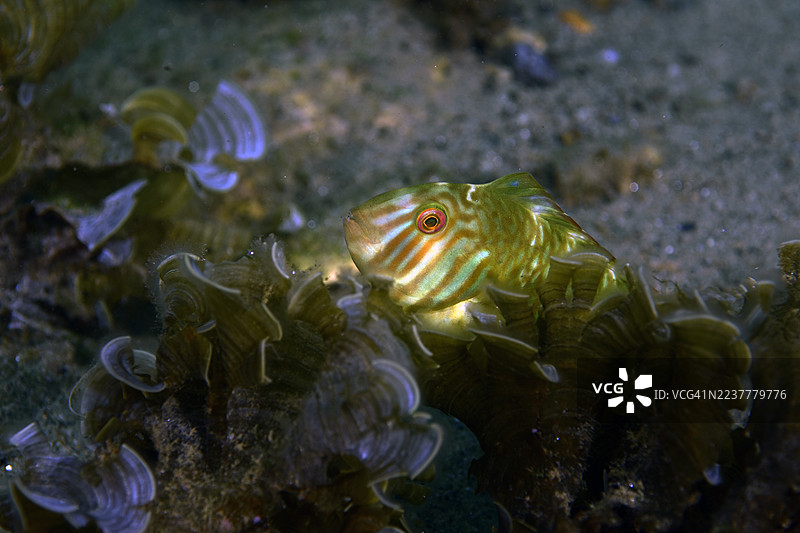 绿色剃刀鱼图片素材