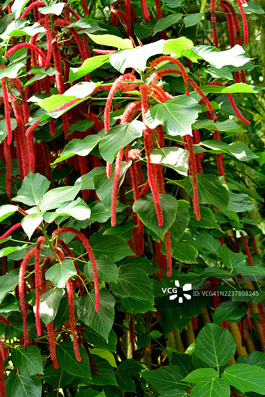 Acalypha Hispida / 吊钟花 / 铁线莲 / 兔尾花图片素材