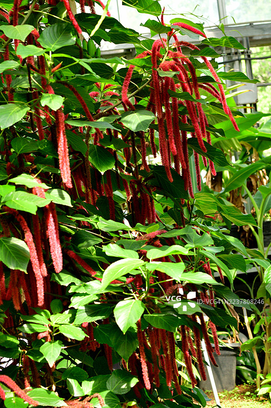 Acalypha Hispida / 铁线莲 / 猴尾 / 红猫尾图片素材