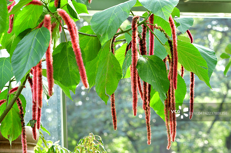 Acalypha Hispida / 铁线莲 / 猴尾巴 / 红猫尾巴图片素材