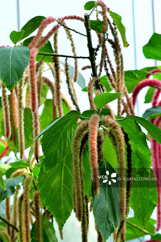 Acalypha Hispida / 铁线莲 / 猴尾巴 / 红猫尾草图片素材