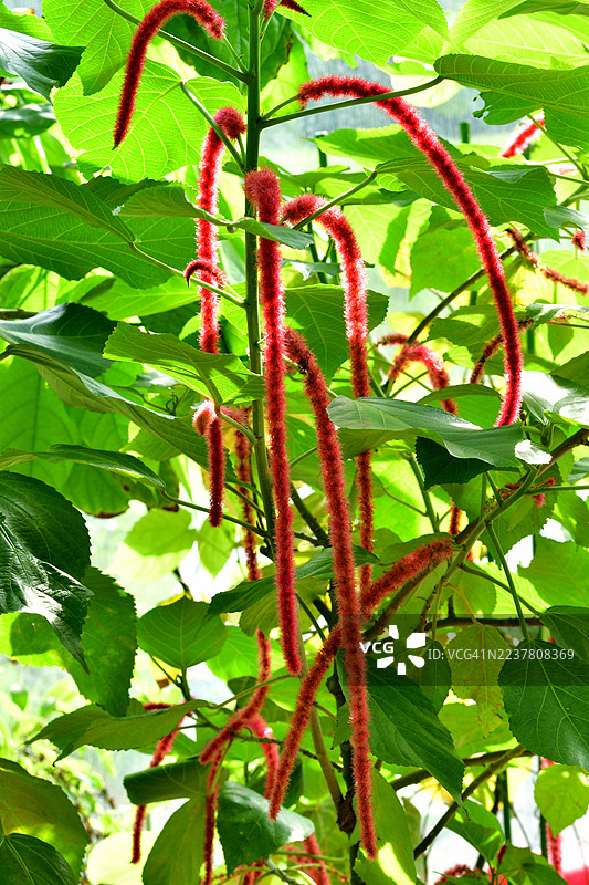 Acalypha Hispida / 佛氏锦葵 / 铜钱草 / 红猫尾草图片素材