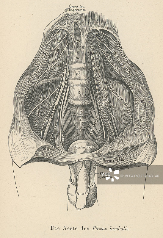 旧版雕版插画，描绘了腰丛，这是身体腰部的一网状神经丛，构成了更大的腰骶神经丛的一部分。图片素材