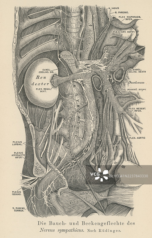 交感神经干（也称交感链或交感神经索）和内脏神经都是交感神经系统的组成部分，交感神经系统控制着身体的“战斗或逃跑”反应。这是一幅旧的雕刻插图。图片素材