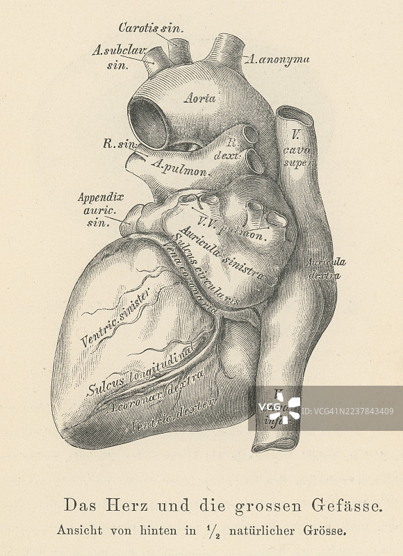 人类心脏解剖的旧蚀刻插图图片素材