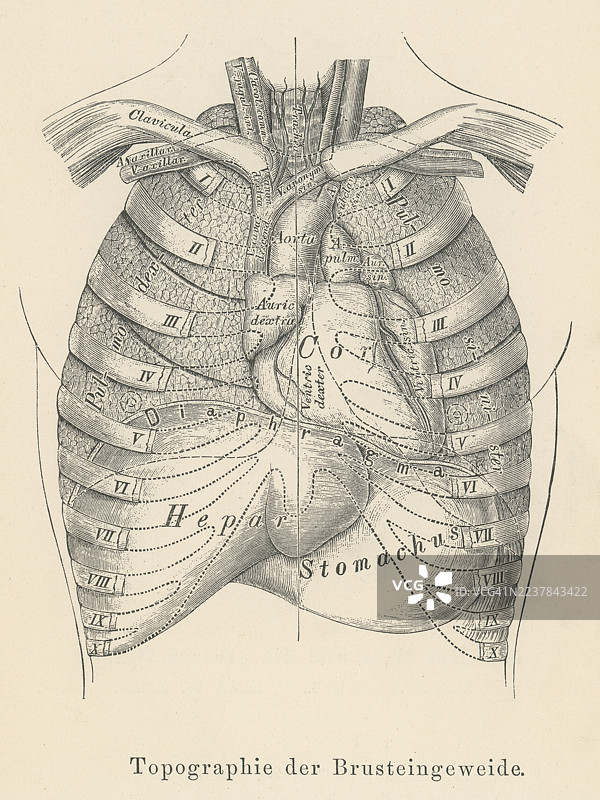 旧蚀刻插画，描绘胸腔脏器或胸内脏器——胸腔内的内脏器官，包括心脏、肺、气管、食管和胸腺。图片素材