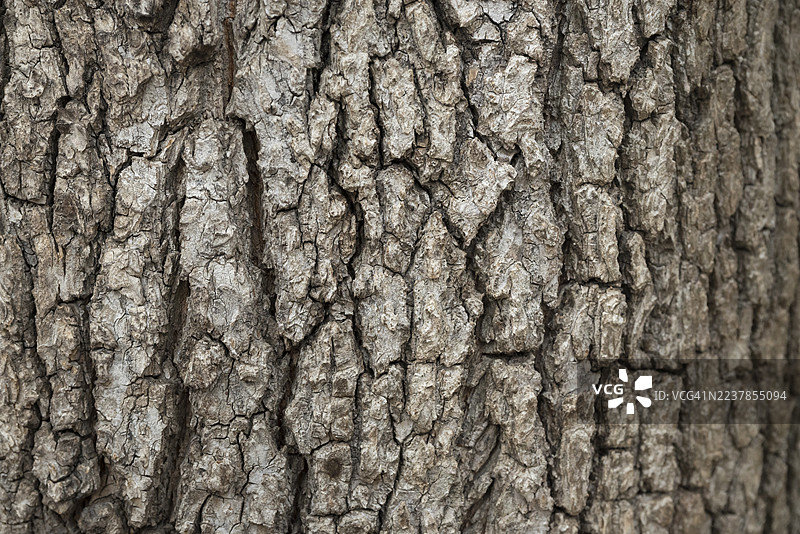 欧洲林地榆树树皮表面纹理图片素材