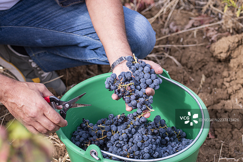 葡萄收获图片素材