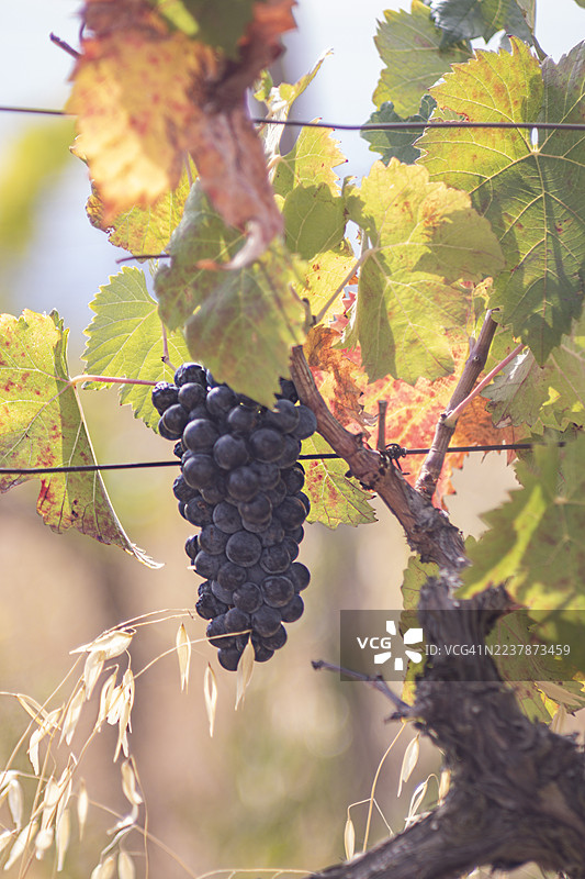 葡萄收获图片素材