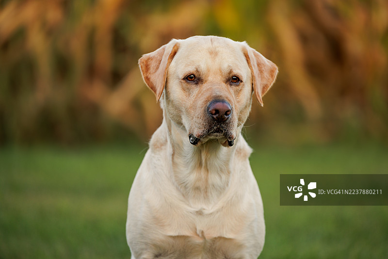 秋季金毛寻回犬头部特写图片素材
