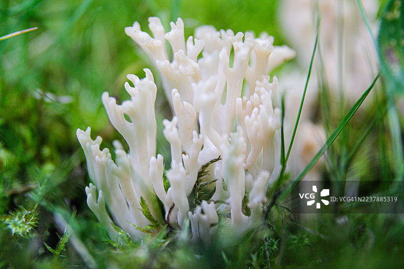 冠状珊瑚菌图片素材