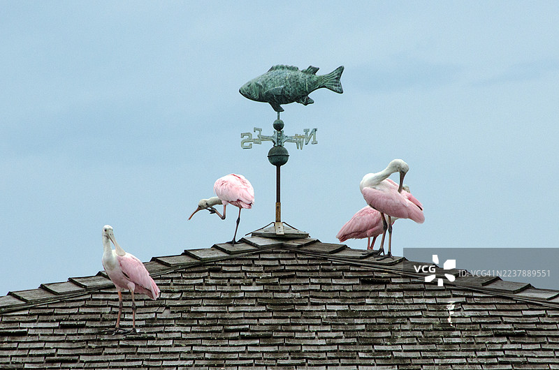 四只琵鹭在码头屋顶上图片素材