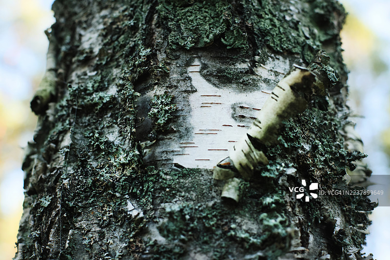 特写白桦树皮图片素材