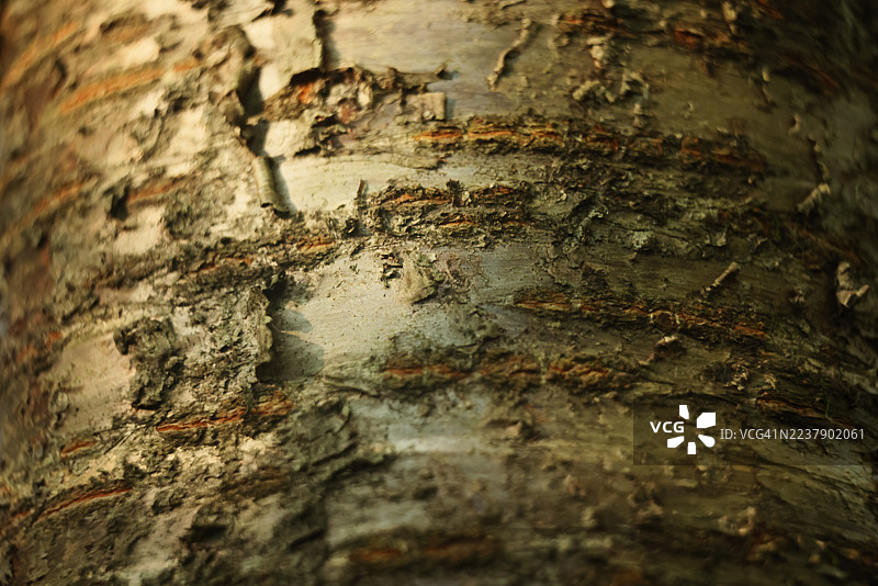 特写山毛榉树皮图片素材