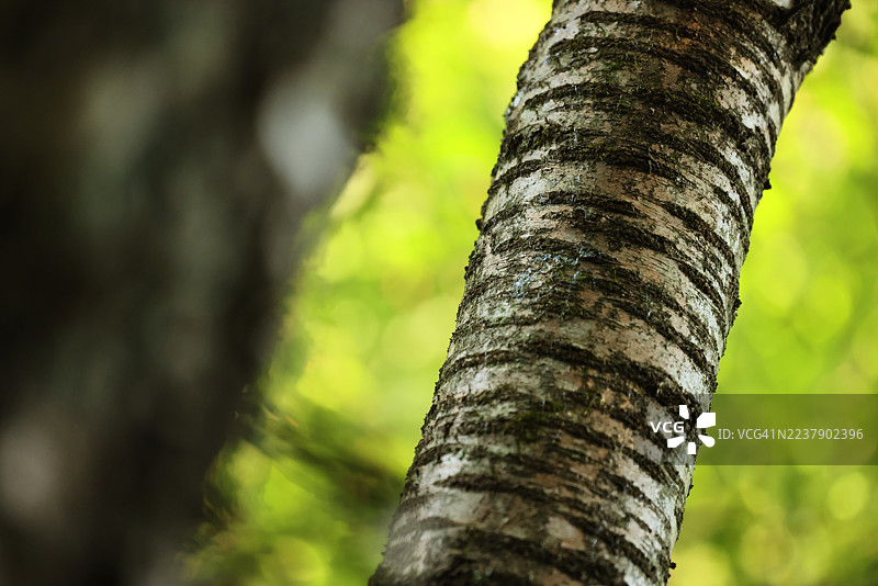 特写欧洲山毛榉树皮图片素材