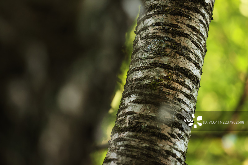 特写山毛榉树皮图片素材
