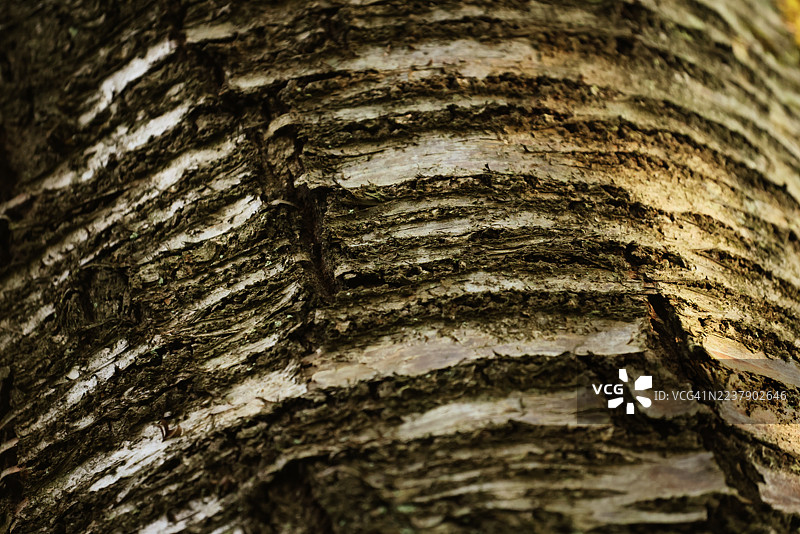 特写山毛榉树皮图片素材