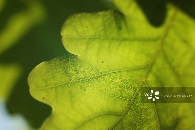 橡树叶特写图片素材
