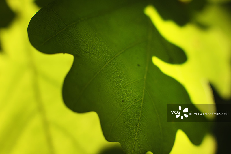 橡树叶特写图片素材