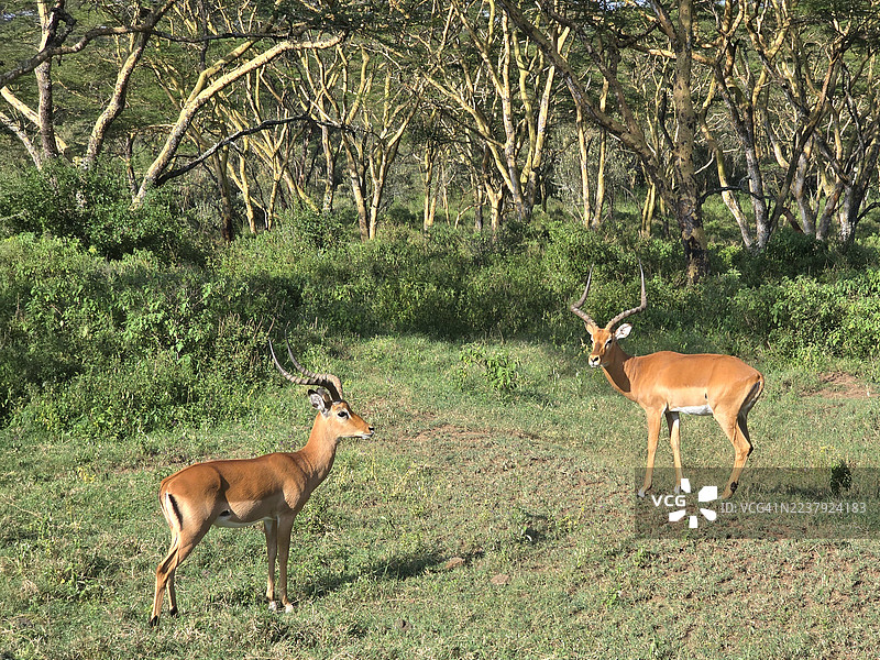 两只羚羊在野外图片素材