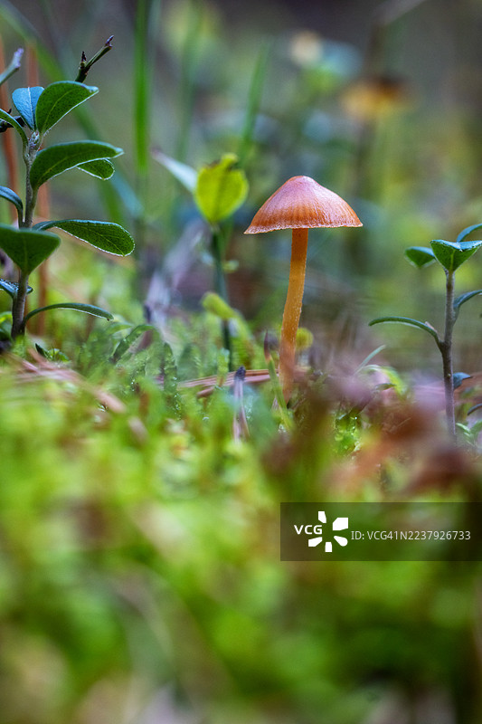 生长在森林苔藓中的簇生鬼伞，又名“葬礼钟”，是剧毒物种，在其自然栖息地中生长。图片素材