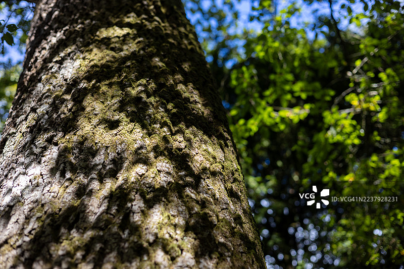 英国格洛斯特郡韦斯顿伯特植物园的橡树图片素材