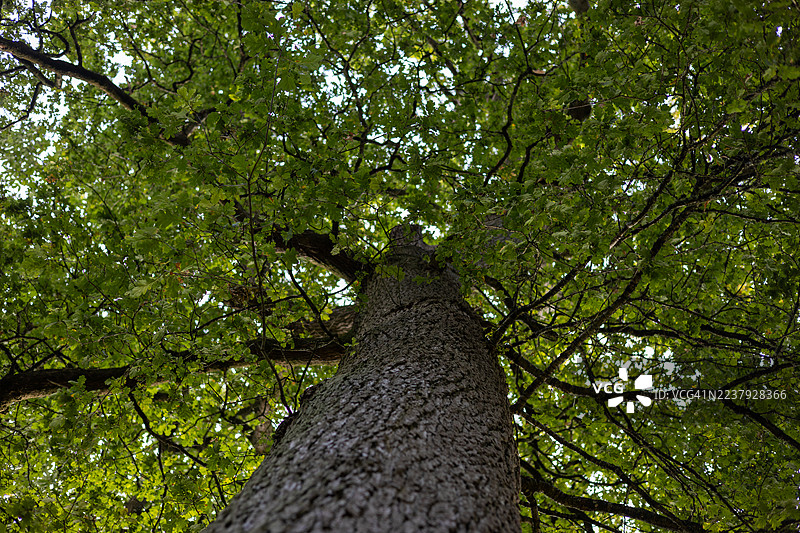 位于英格兰格洛斯特郡韦斯顿伯特植物园的橡树图片素材