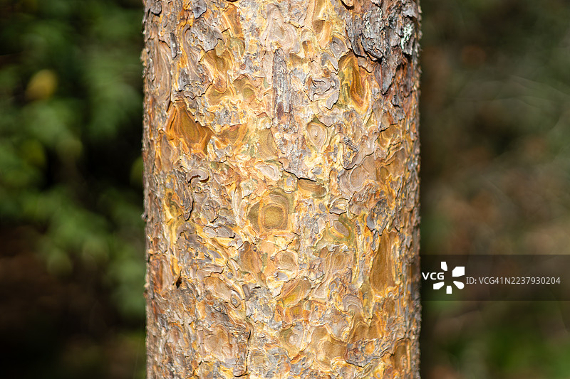 格洛斯特郡韦斯顿伯特树木园的松树，英格兰，英国图片素材