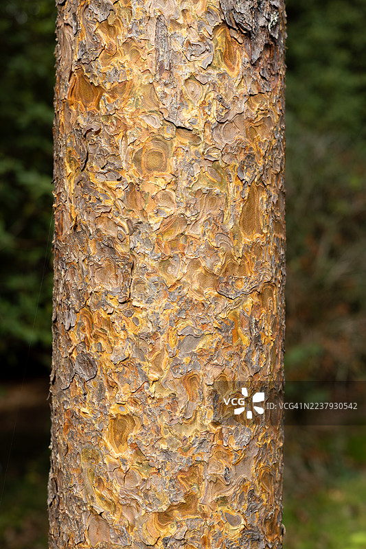 英国格洛斯特郡韦斯顿伯特树木园的松树图片素材