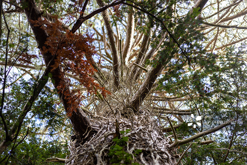 格洛斯特郡韦斯顿伯特树木园内的松树，英格兰，英国图片素材