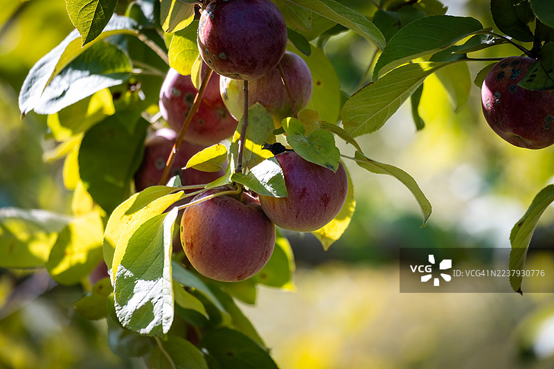 在蒙圣布鲁诺公园的果园中，金色时光下的苹果图片素材