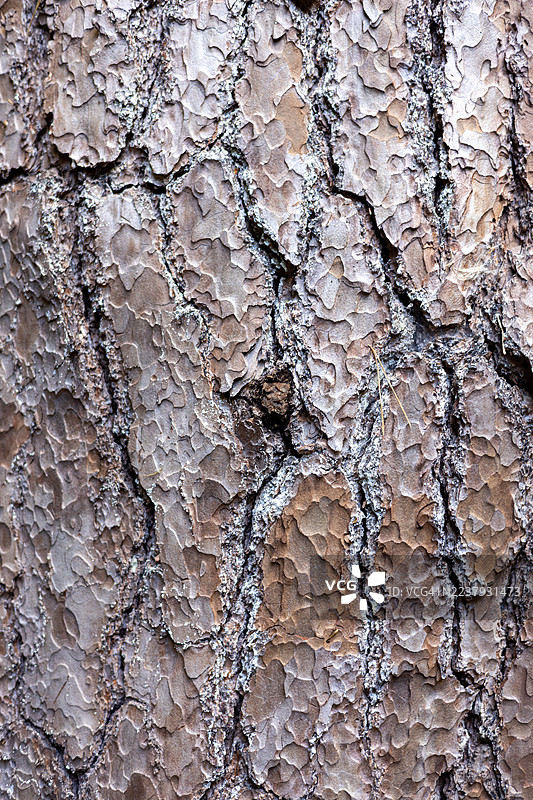 格洛斯特郡韦斯顿伯特树木园的松树，英格兰，英国图片素材