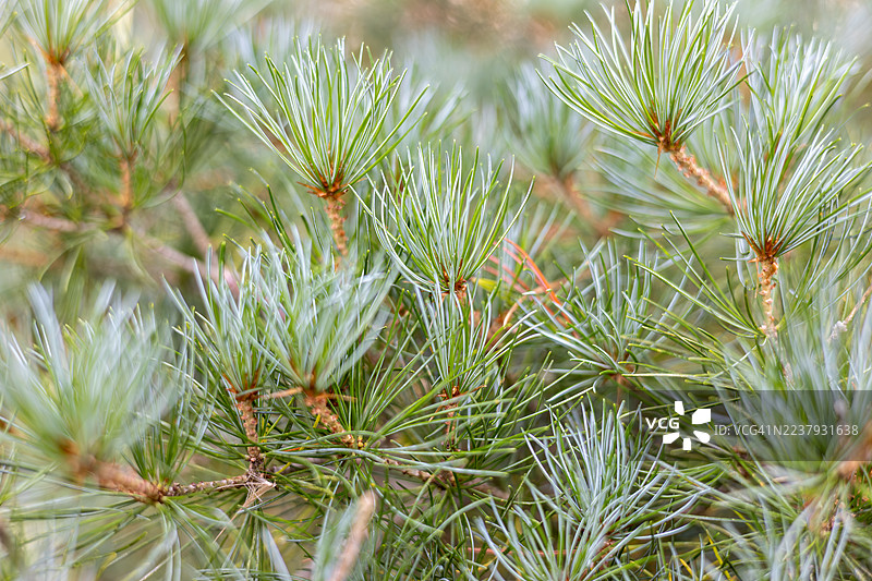 英格兰，英国格洛斯特郡韦斯顿伯特树木园的松树图片素材