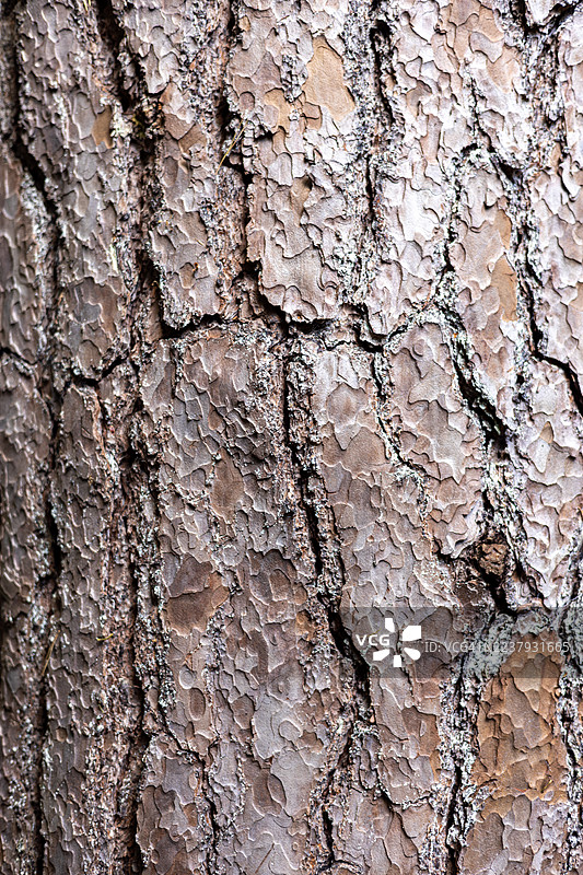 格洛斯特郡韦斯顿伯特植物园的松树，英格兰，英国图片素材