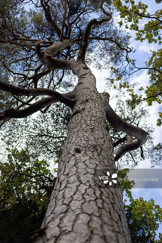 格洛斯特郡韦斯顿伯特树木园的松树，英格兰，英国图片素材