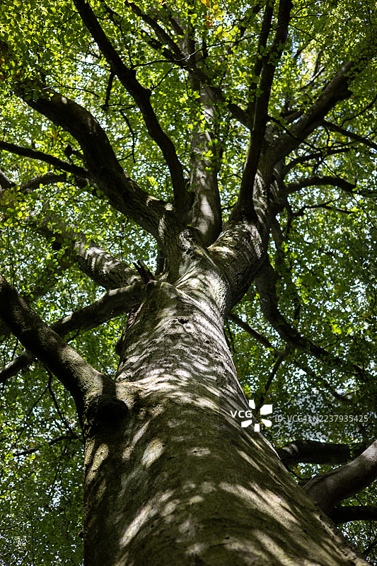 英格兰、英国格洛斯特郡韦斯顿伯特树木园的欧洲山毛榉树图片素材