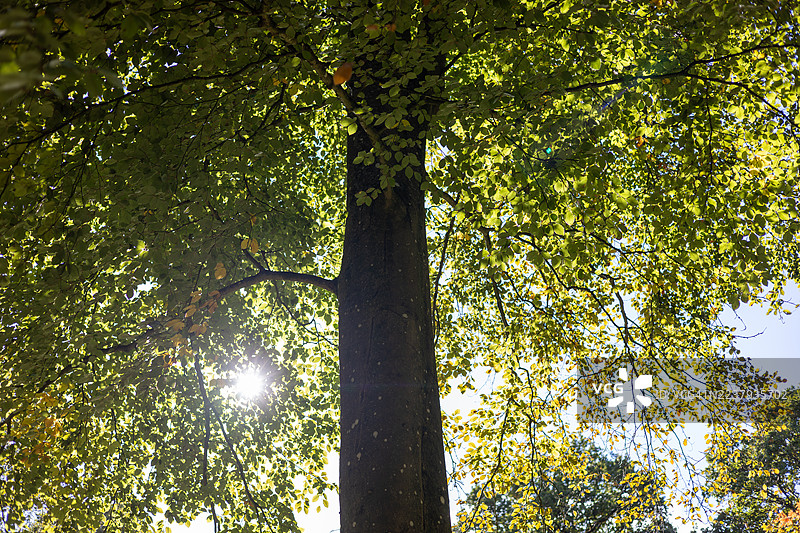 英国格洛斯特郡韦斯顿伯特树木园的山毛榉树图片素材