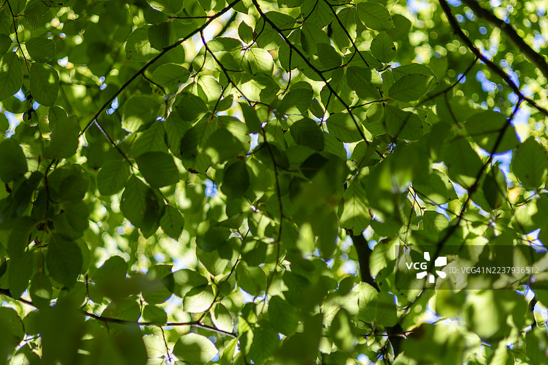 英国格洛斯特郡韦斯顿伯特树木园的欧洲山毛榉树图片素材