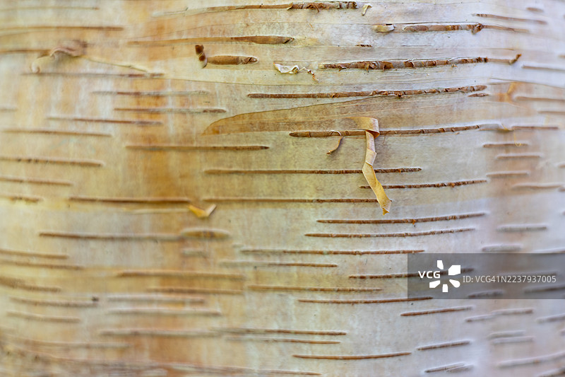 英格兰格洛斯特郡韦斯顿伯特树木园的桦树图片素材