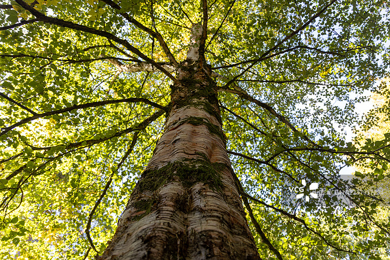英格兰格洛斯特郡韦斯顿伯特树木园的桦树图片素材