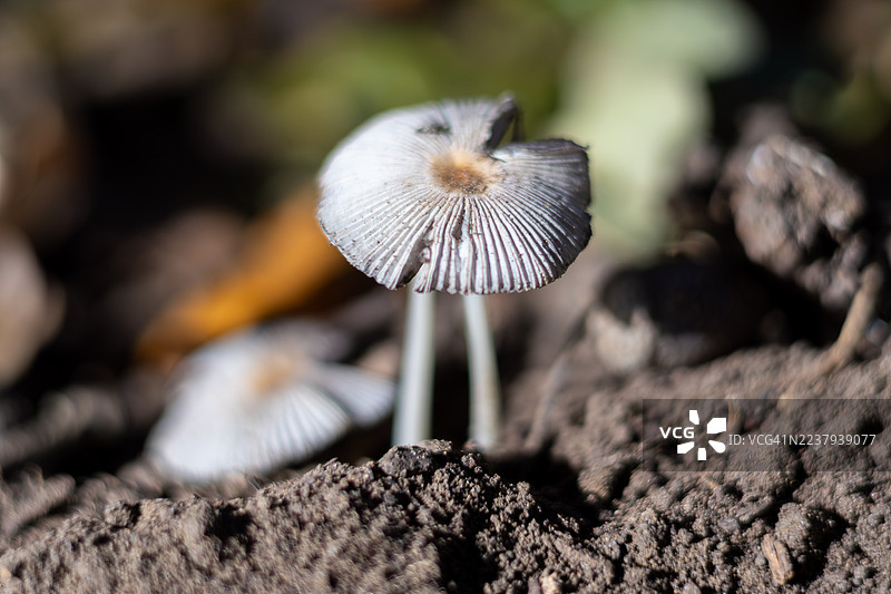 英国格洛斯特郡韦斯顿伯特树木园林地上的蘑菇真菌图片素材