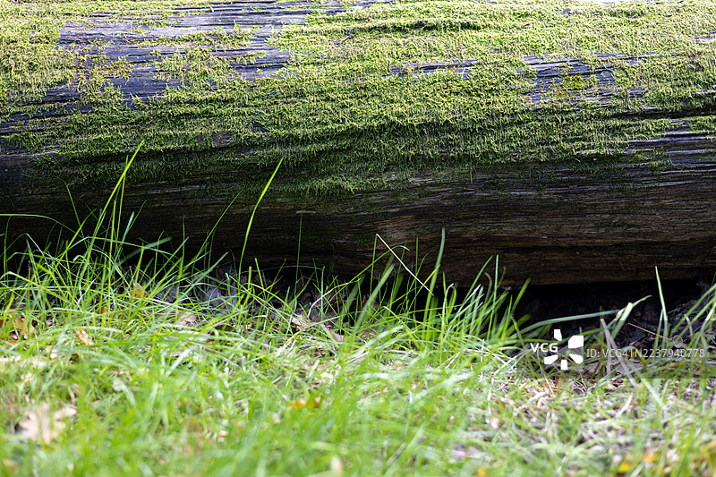 英国格洛斯特郡韦斯顿伯特树木园，一棵倒在草地上的树的特写图片素材